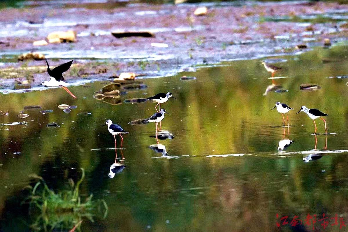 鳥界“名?！薄八掀鹞琛?>
<h3>鳥界“名?！薄八掀鹞琛?/h3>
</a>
</li>
<li>
<a href=